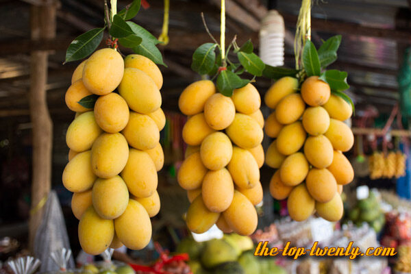 Gandaria Marian plum mango